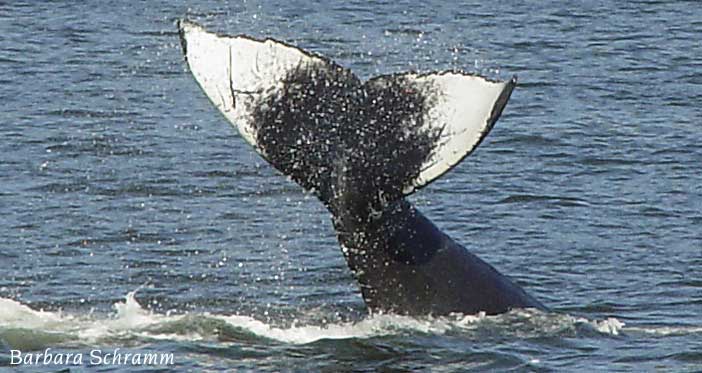 schramm design whale photo